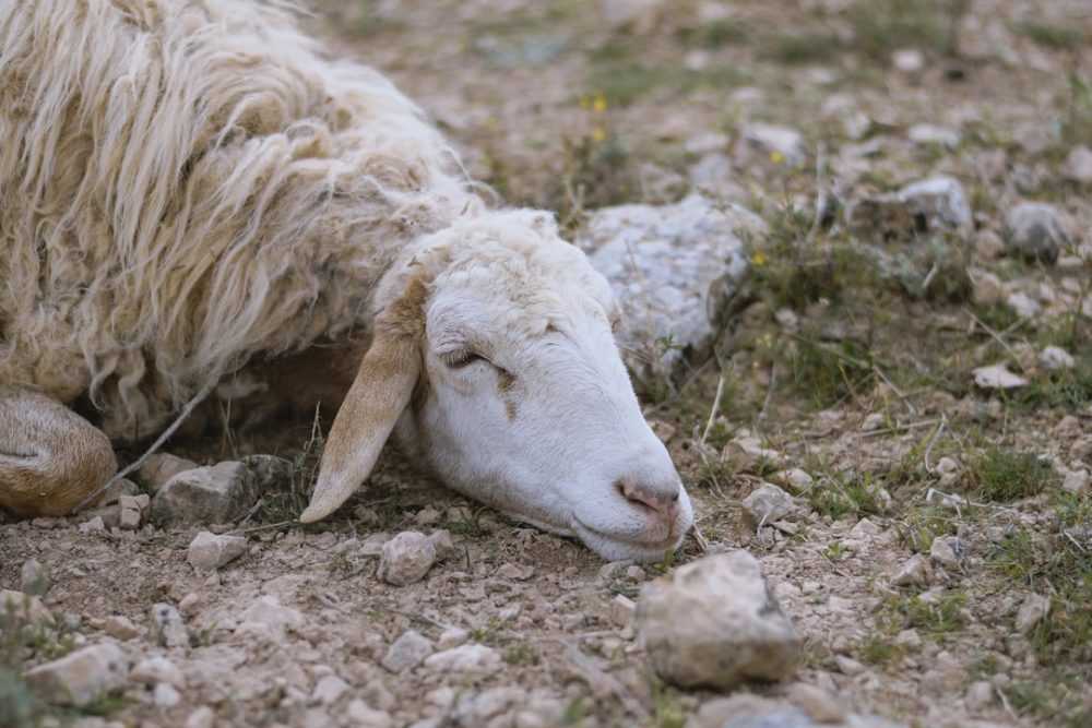 A sheep lying on top of a grass covered field
