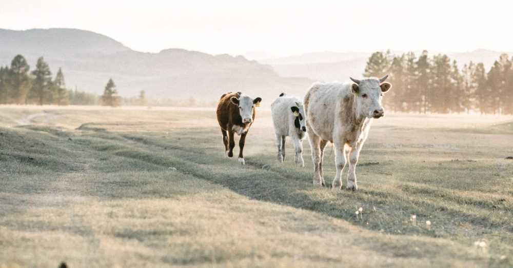 A herd of cattle standing on top of a grass covered field