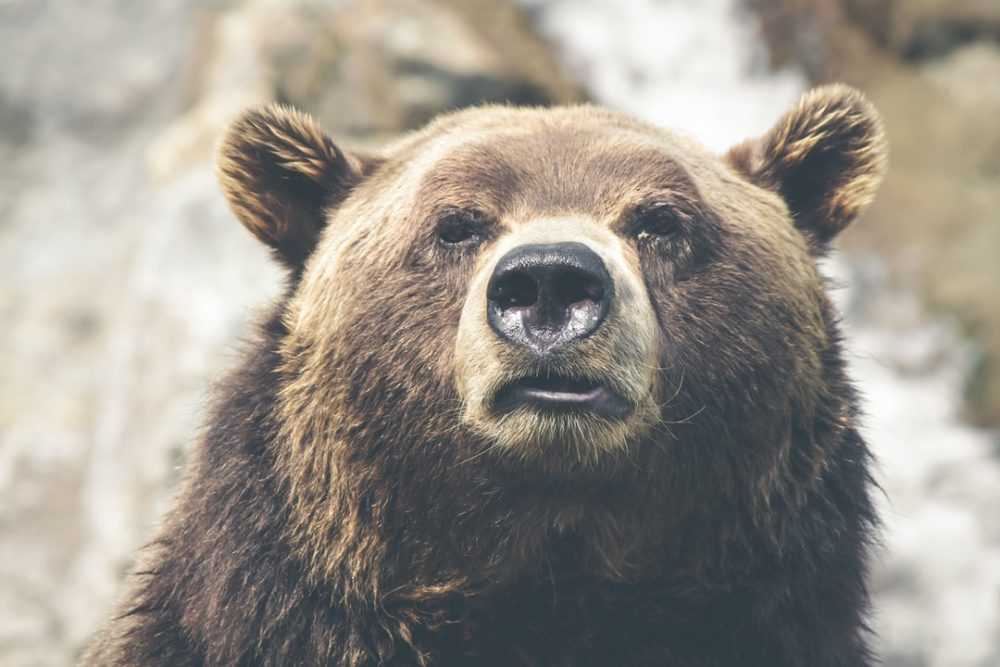 A close up of a brown bear is looking at the camera