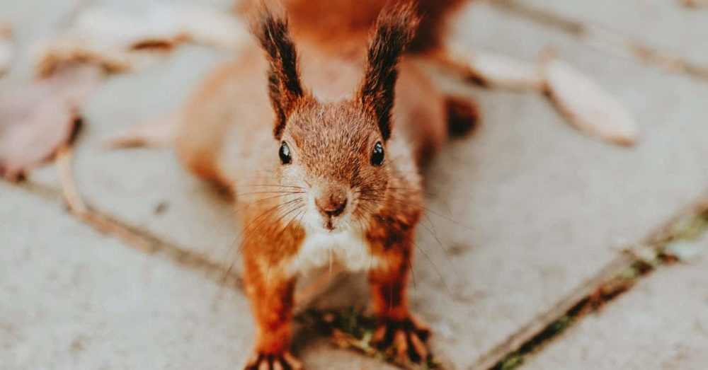 A close up of a squirrel