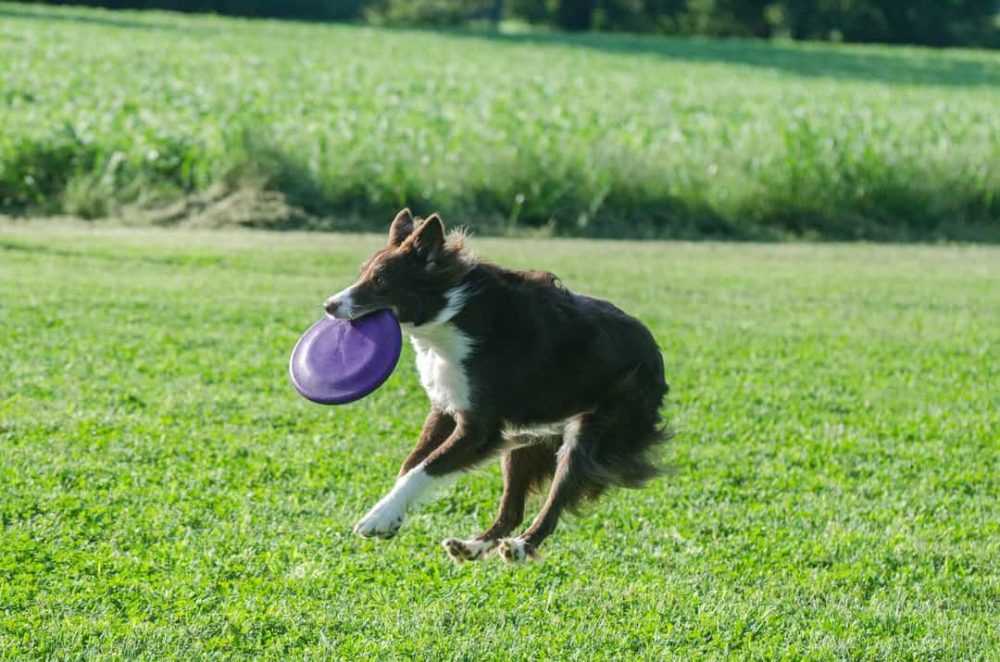 A dog playing with a frisbee in its mouth
