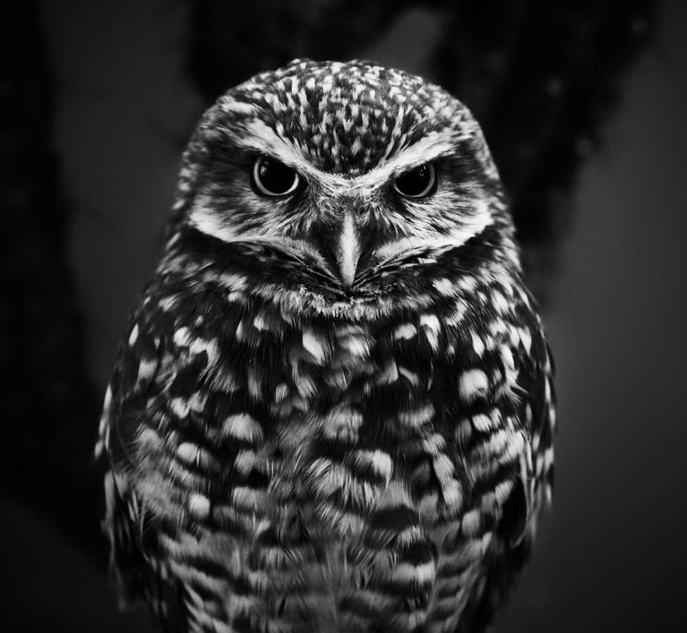 A close up of an owl