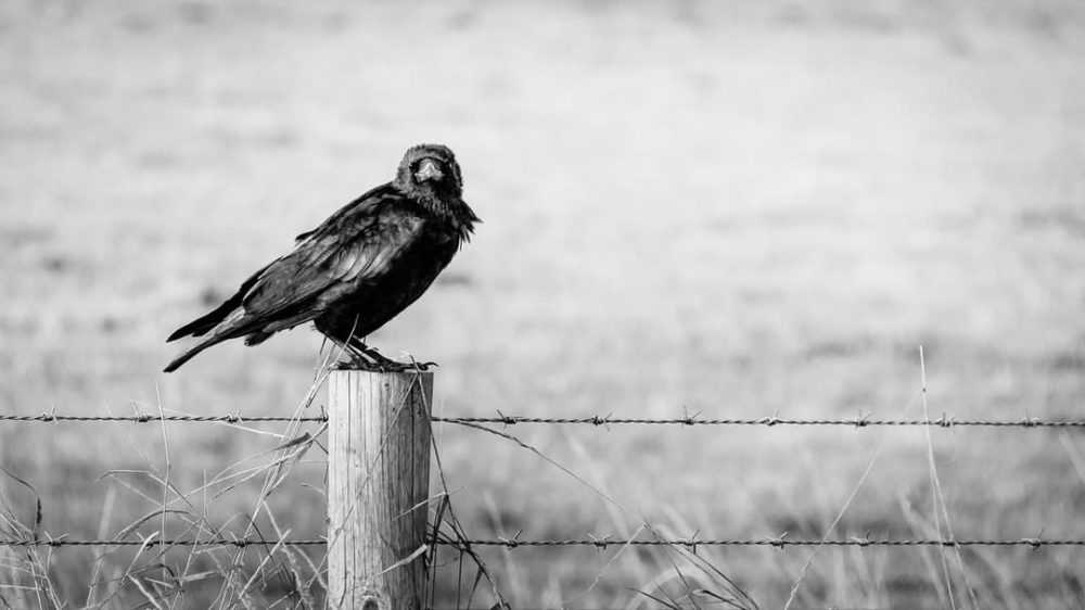 A bird sitting on a wire fence