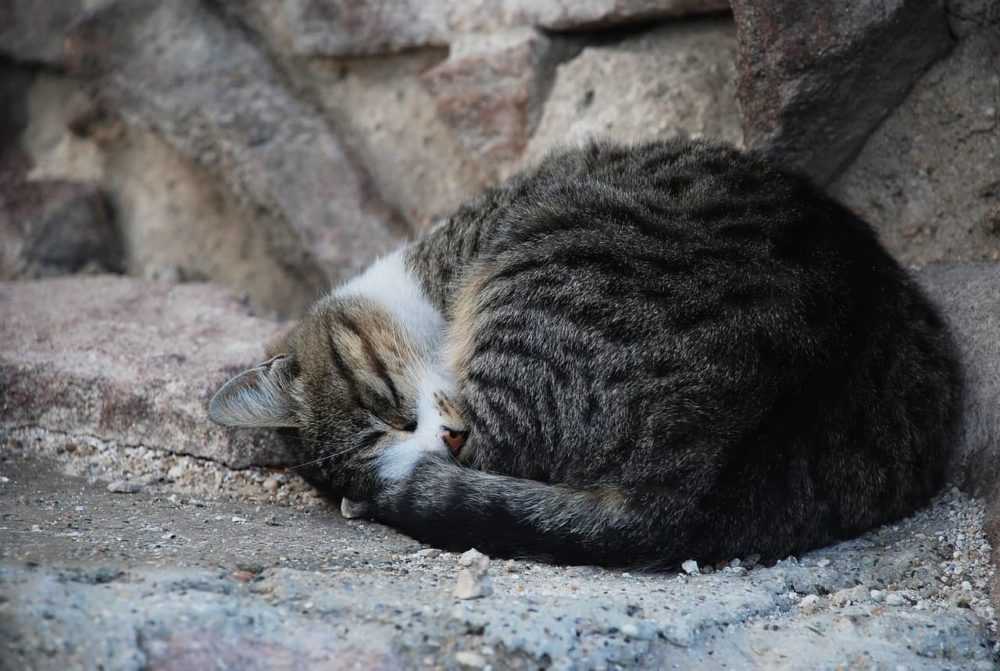 A cat lying on top of a rock