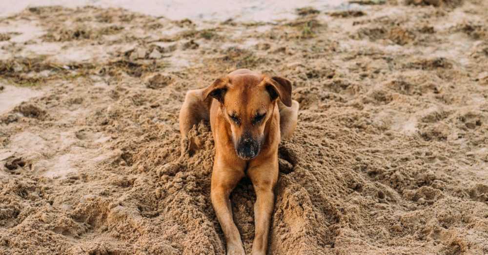 A dog lying on a sandy beach