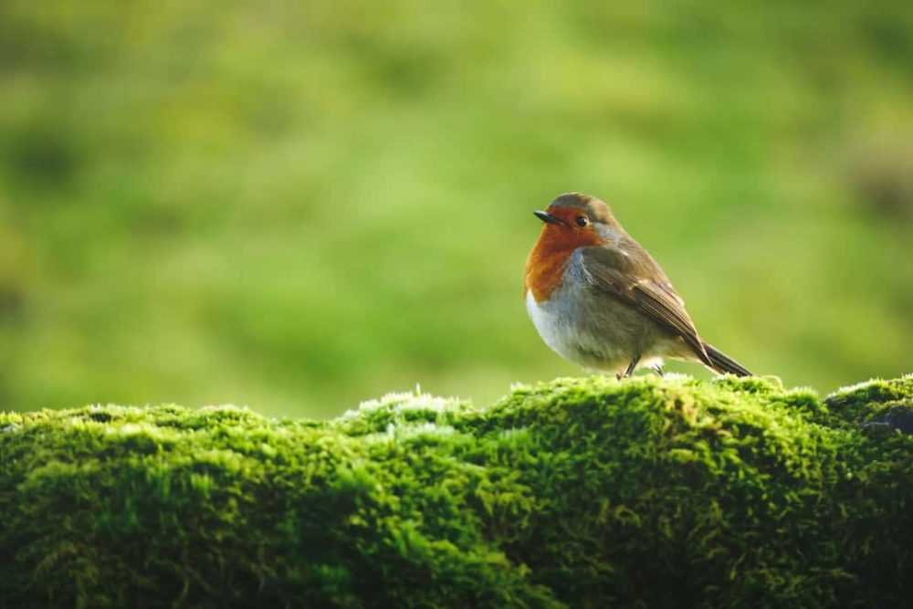 A bird sitting on grass