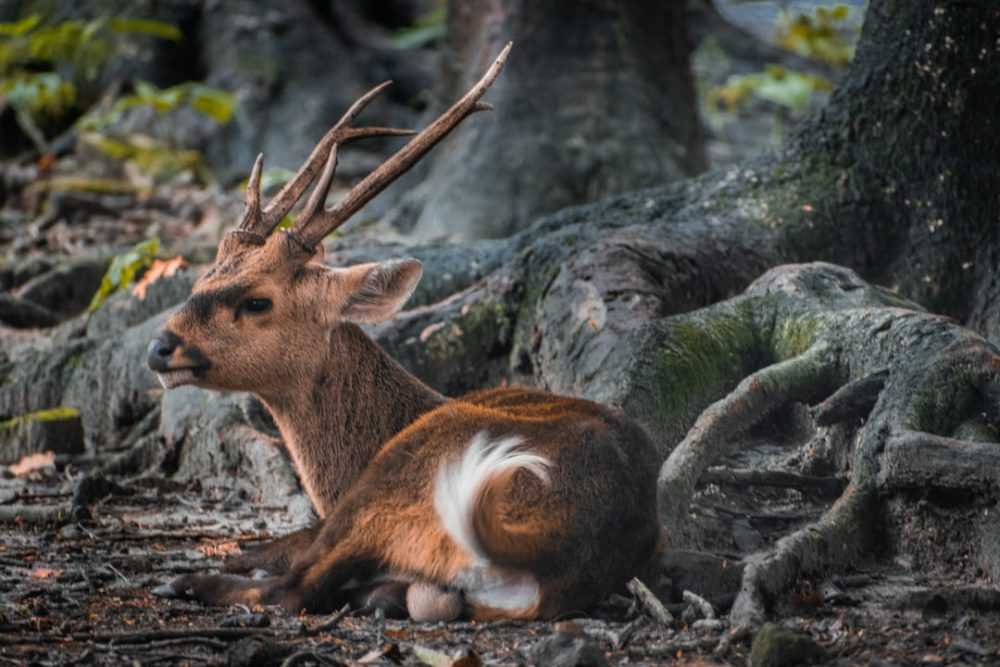 A deer lying down on a rock
