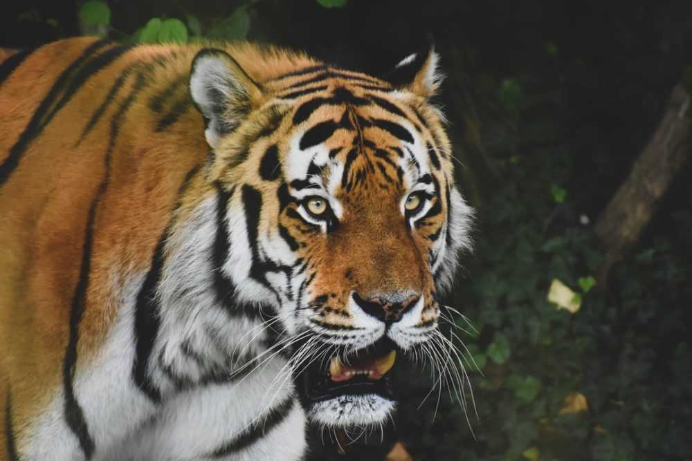 A tiger looking at the camera
