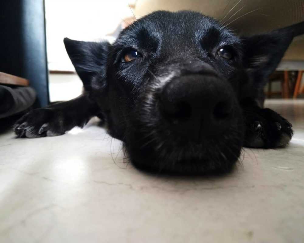 A dog that is lying down and looking at the camera