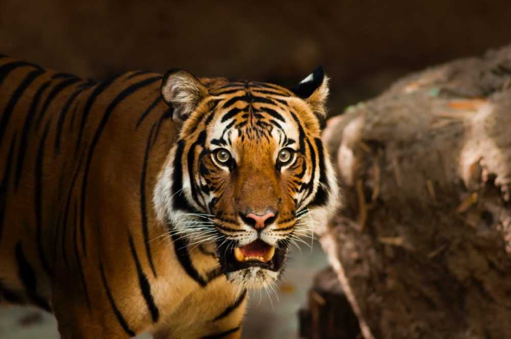 A tiger with its mouth open
