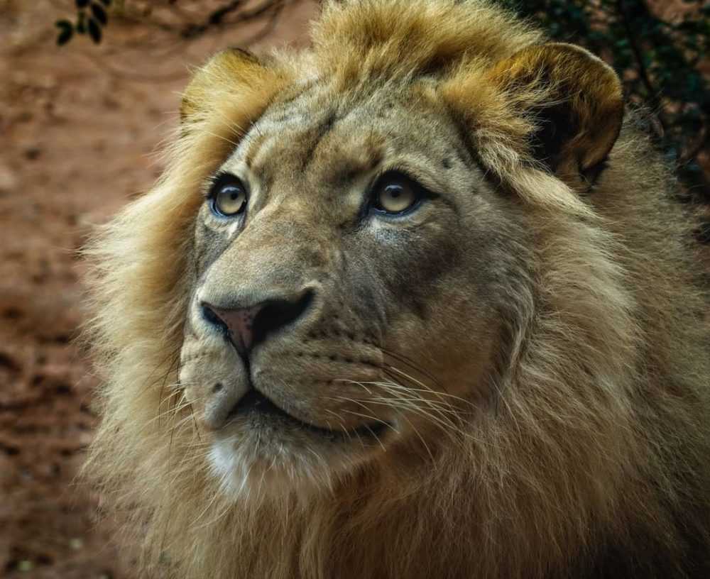 A lion looking at the camera