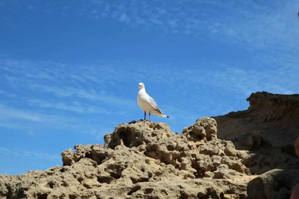 A bird standing on a rock