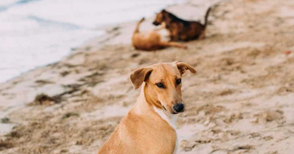 A dog sitting on top of a sandy beach