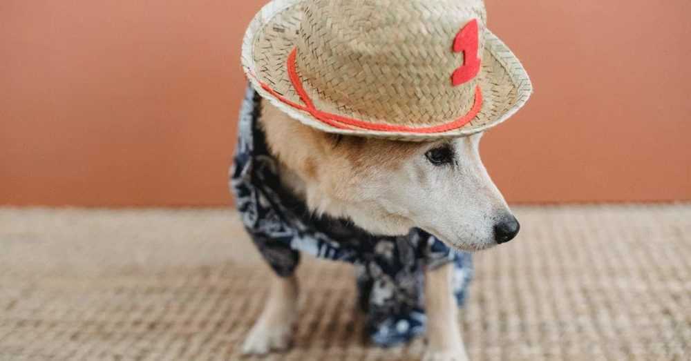 A dog wearing a hat