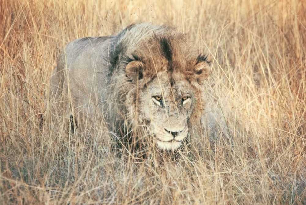 A lion standing on a dry grass field