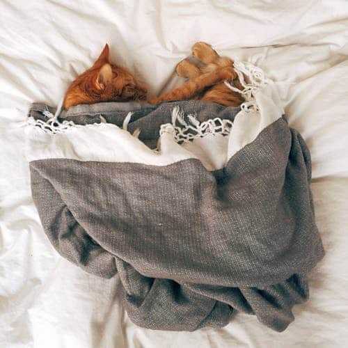 Requirement Of Bed For Small Animal 