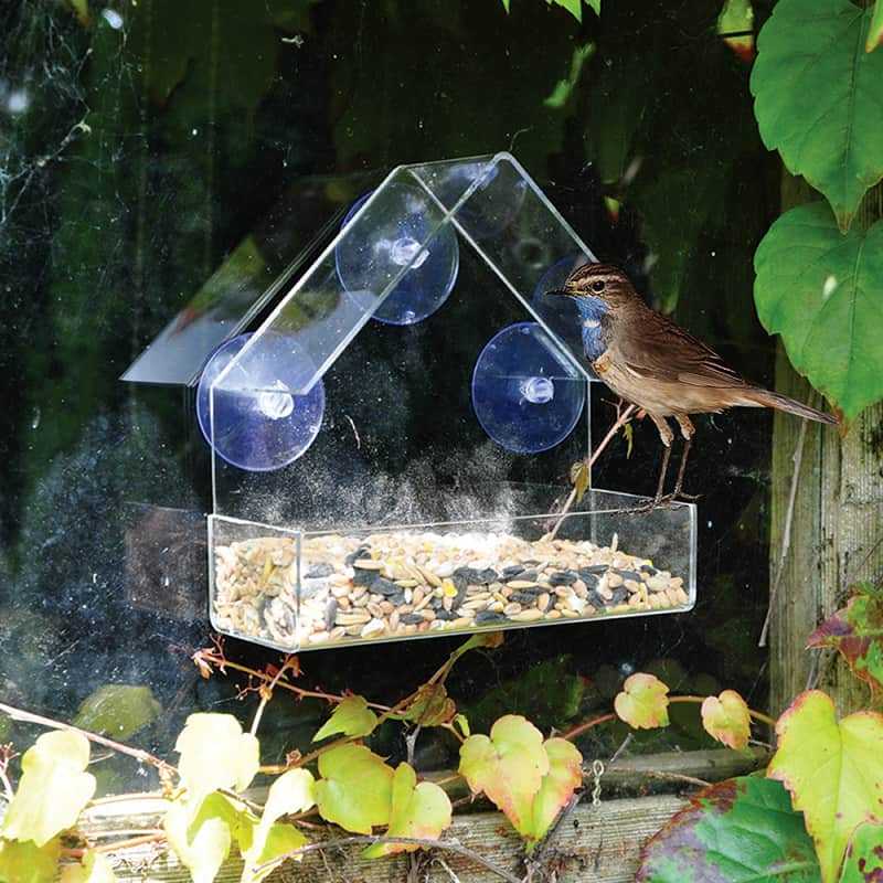 Outdoor Bird Glass Feeder