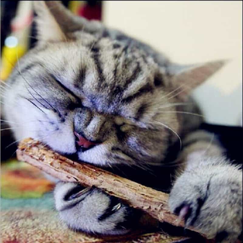 5PCS Natural Cleaning Stick For Cat's Teeth