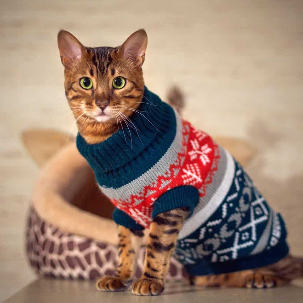 Winter Sweater For Cats
