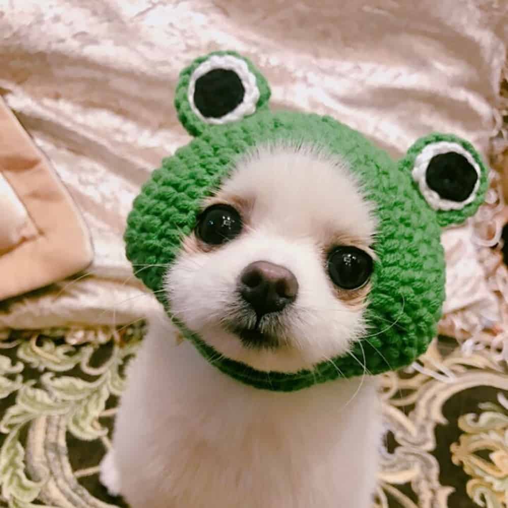 Hand-Knitted Frog Pet Hat Accessory