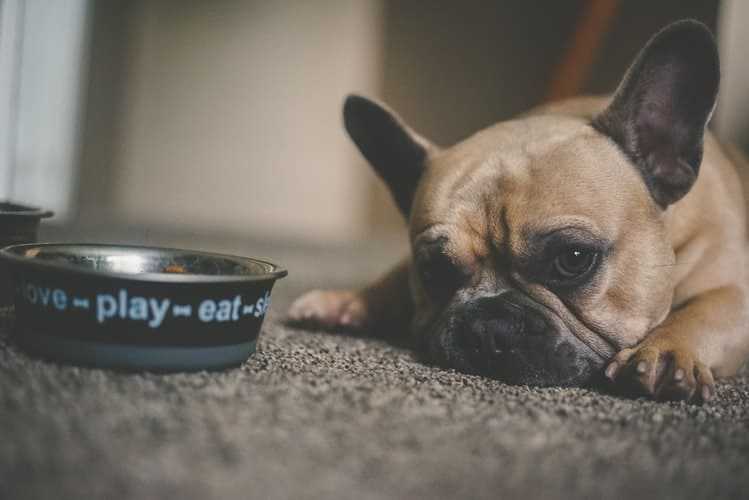 Time To Feed Your Pet With Smart Dog Feeder