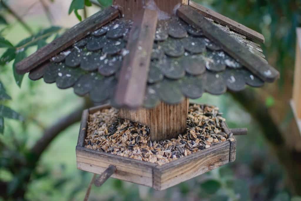 DIY Bird Feeders That You Can Make