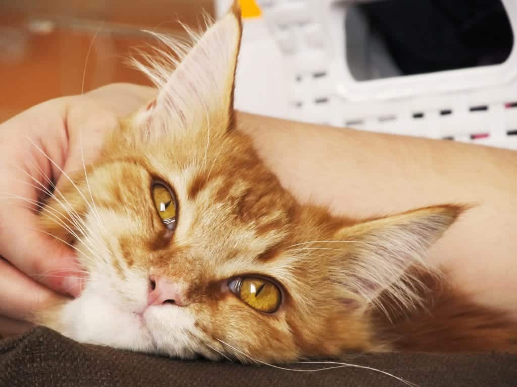 Best Animal Hospitals: Can Save Live Of Your Pet