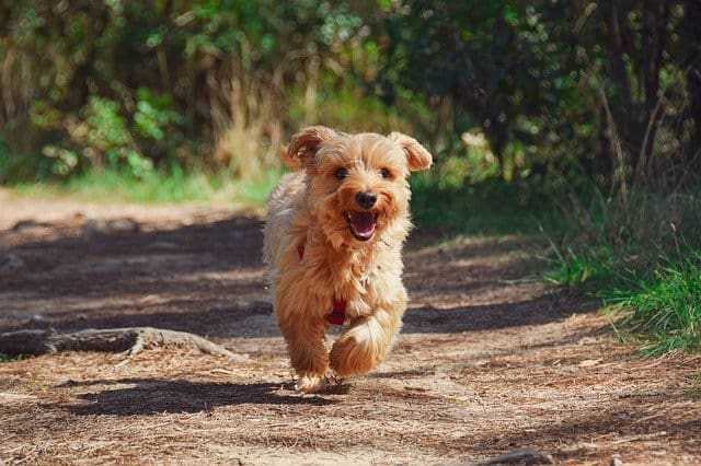 A dog sitting on top of a dirt field