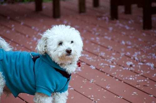 Dog Jackets For Small Animals Rescue
