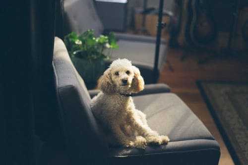 puppy seat