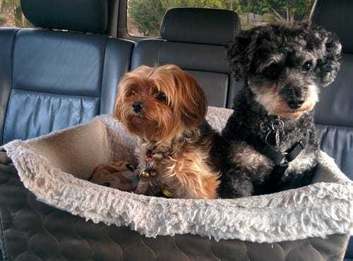 Dog Protection: Choose Dog Seat Covers