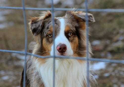 Some Tips On Buying The Right Dog Cage