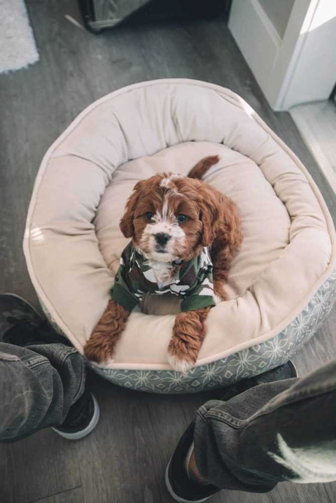 The Best Puppy Bed For Your Pet