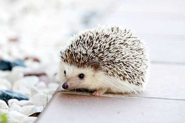 A close up of a hedgehog