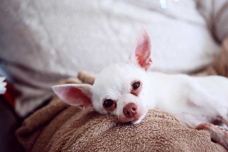 A dog lying on a blanket