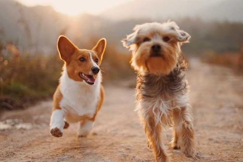 A two small brown dog running in the sand