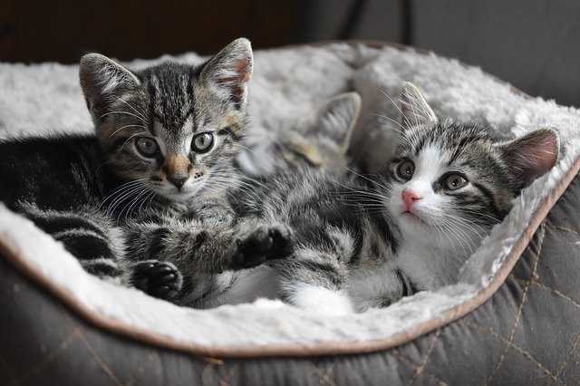 A cat that is lying down and looking at the camera