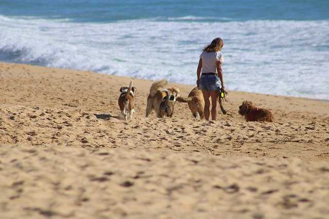 A dog walking on a sandy beach