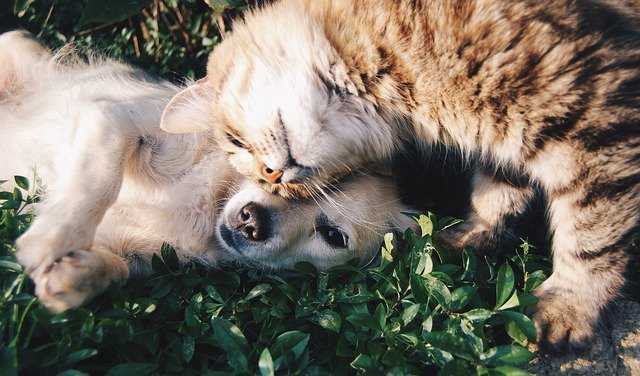 A cat lying on the grass