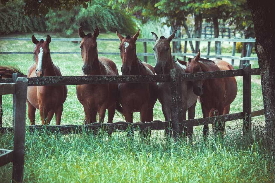 A brown horse standing next to a fence
