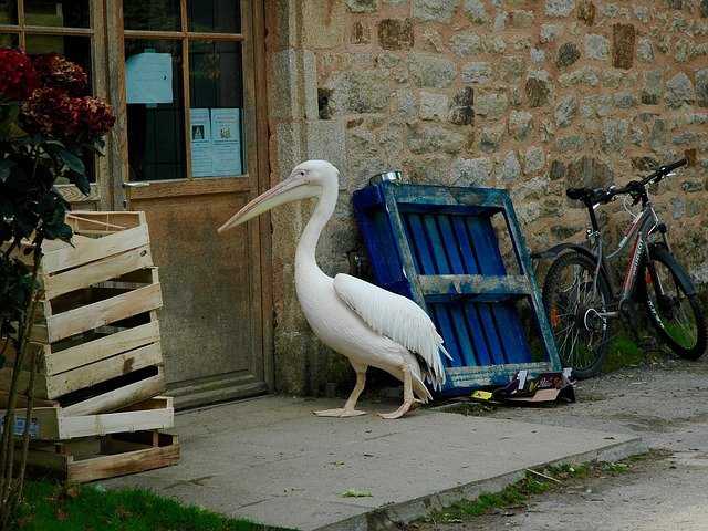 A bird sitting on a bench in front of a building