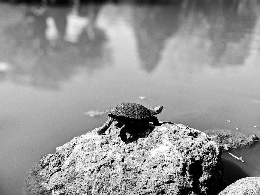 A turtle in the water