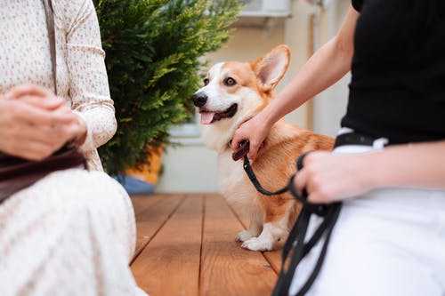 A person holding a dog