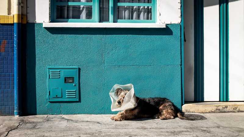 A dog lying in front of a building